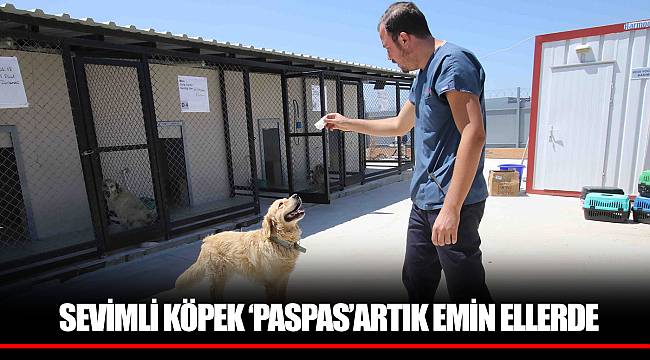 SEVİMLİ KÖPEK ‘PASPAS’ARTIK EMİN ELLERDE