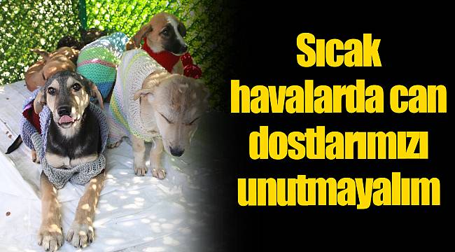 Sıcak havalarda can dostlarımızı unutmayalım