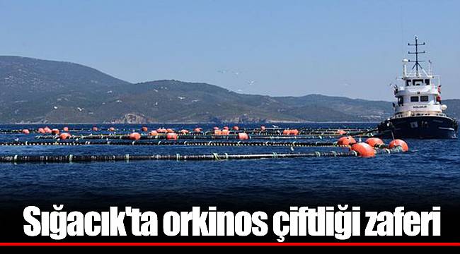 Sığacık'ta orkinos çiftliği zaferi