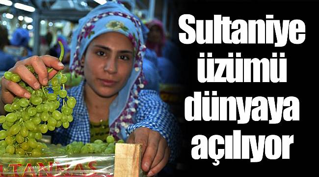 Sultaniye üzümü dünyaya açılıyor