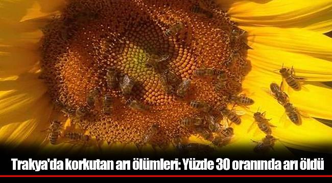Trakya'da korkutan arı ölümleri: Yüzde 30 oranında arı öldü