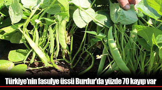 Türkiye'nin fasulye üssü Burdur'da yüzde 70 kayıp var
