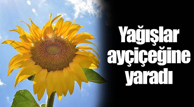 Yağışlar ayçiçeğine yaradı