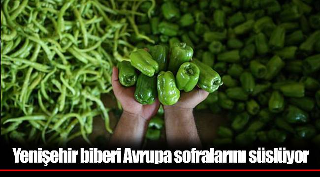 Yenişehir biberi Avrupa sofralarını süslüyor