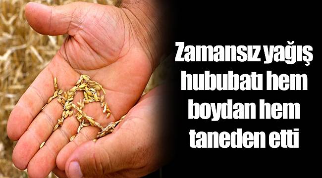 Zamansız yağış hububatı hem boydan hem taneden etti
