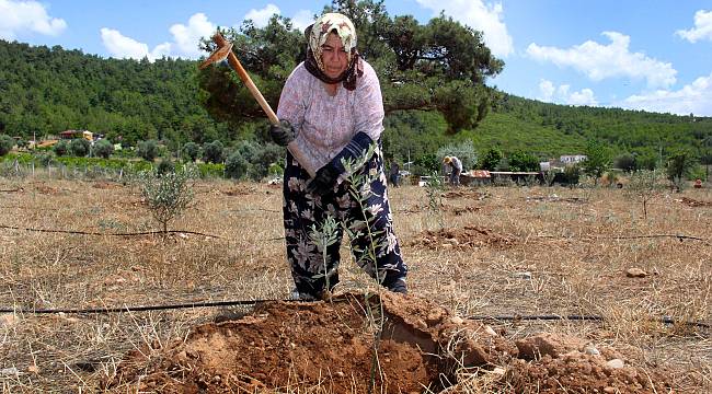 Zeytin fideleri eğitim için toprakla buluşuyor