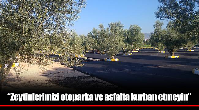 “Zeytinlerimizi otoparka ve asfalta kurban etmeyin”