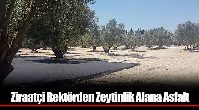 Ziraatçi Rektörden Zeytinlik Alana Asfalt