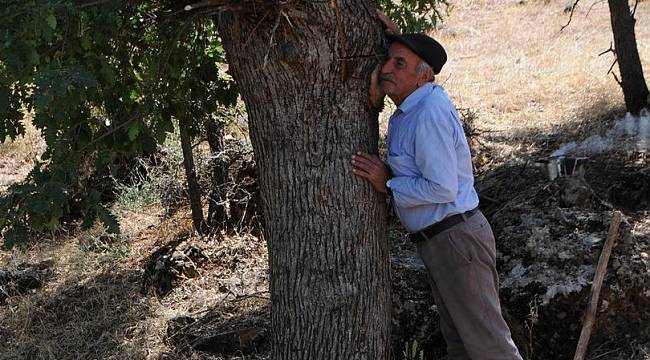 Ağaç kovuklarında buldukları balın kilosunu 500 liradan satıyorlar