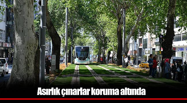 Asırlık çınarlar koruma altında