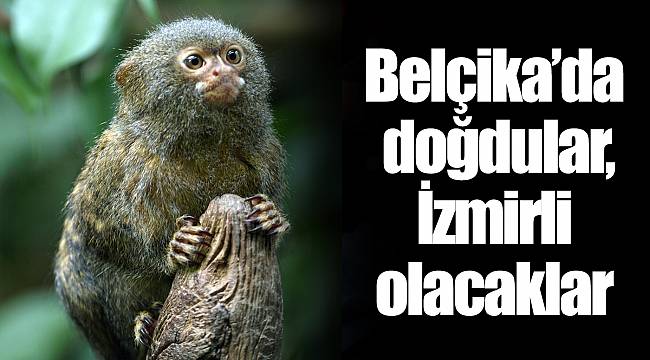 Belçika’da doğdular, İzmirli olacaklar