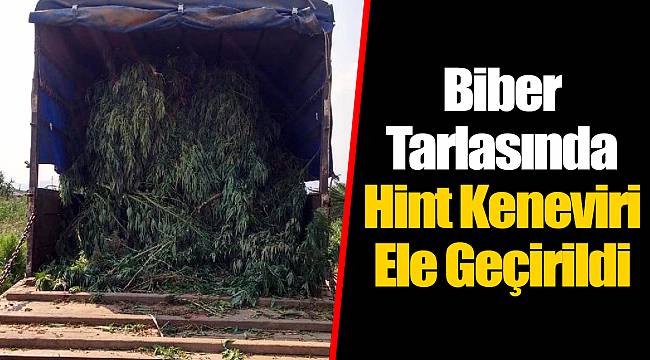 Biber Tarlasında Hint Keneviri Ele Geçirildi