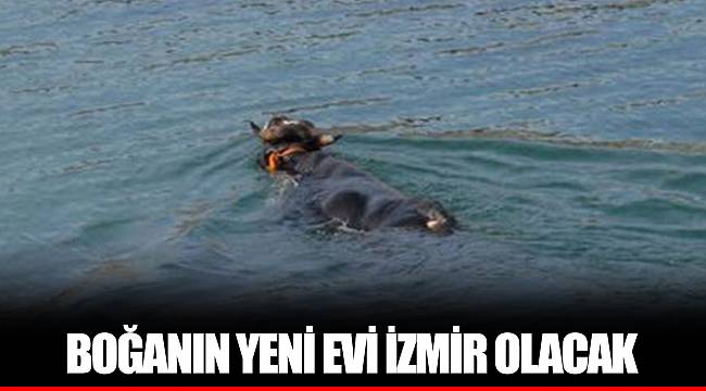 BOĞANIN YENİ EVİ İZMİR OLACAK