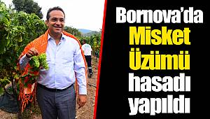 Bornova’da Misket Üzümü hasadı yapıldı 
