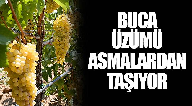 BUCA ÜZÜMÜ ASMALARDAN TAŞIYOR