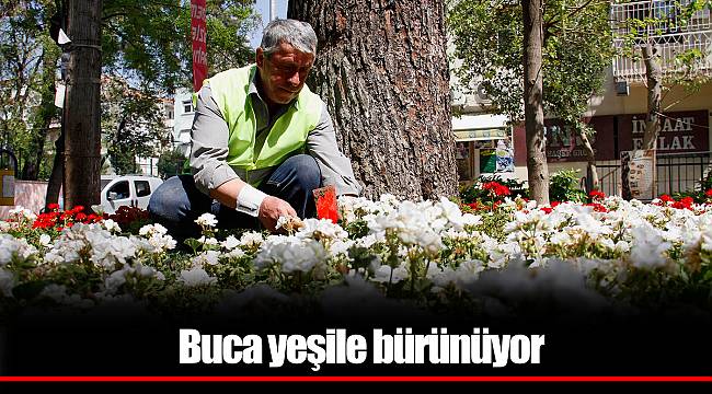 Buca yeşile bürünüyor