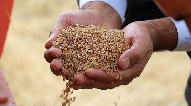 Buğday üretiminde düşüş sürüyor! Dünyanın 26 günlük buğdayı kaldı