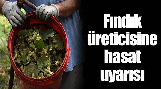 Fındık üreticisine hasat uyarısı