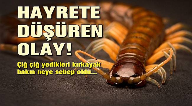 Hayrete düşüren olay! Çiğ çiğ yedikleri kırkayak bakın neye sebep oldu...