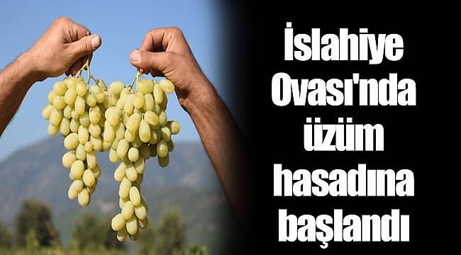 İslahiye Ovası'nda üzüm hasadına başlandı