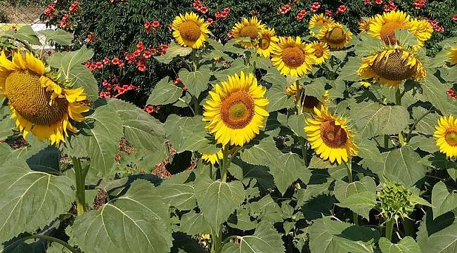 KARADENİZBİRLİK ayçiçeği ön alım fiyatını açıkladı