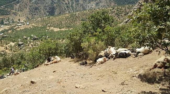 Kayalıklardan atlayan 200 koyun ve keçi öldü