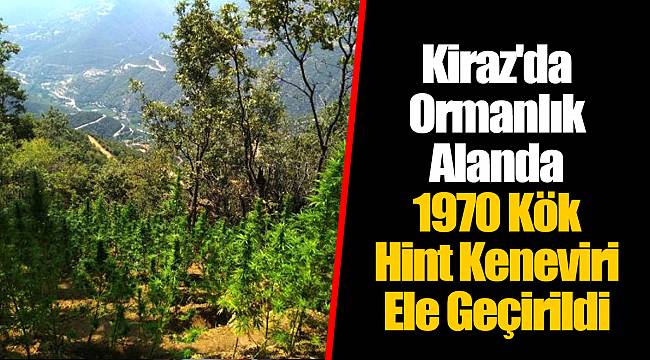 Kiraz'da Ormanlık Alanda 1970 Kök Hint Keneviri Ele Geçirildi