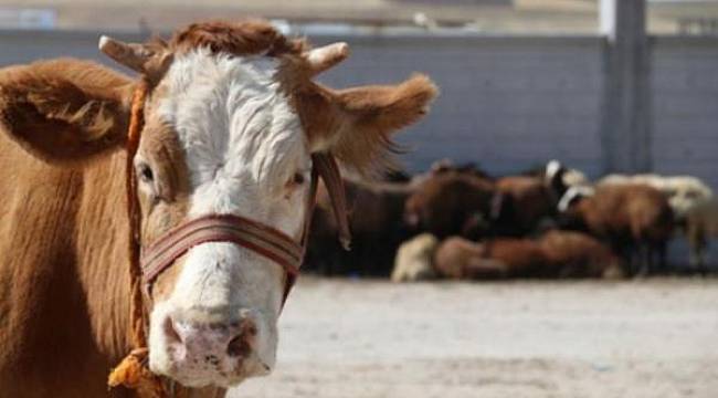 Kurbanlıklar bile ithal: 20 ülkeden sığır, 8 ülkeden koyun