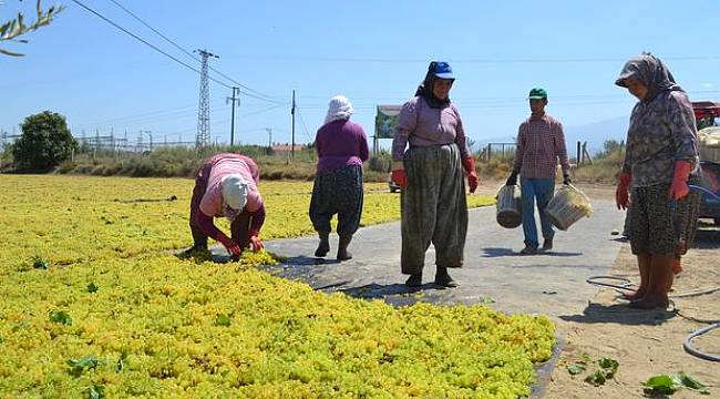 Manisa'nın kuru üzümü Çin'e ihraç edilecek
