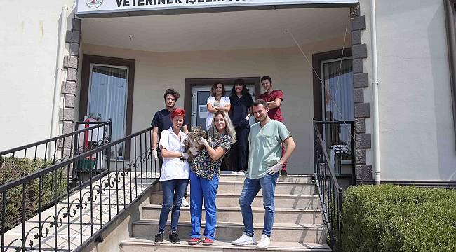 Obez kedi diyette