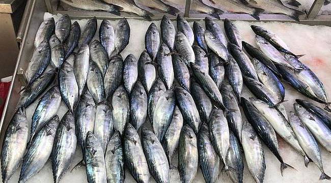 Palamudun fiyatı 2,5 liraya geriledi