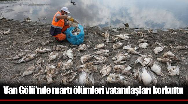 Van Gölü'nde martı ölümleri vatandaşları korkuttu