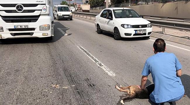 Yaralı köpeği korumak için TIR'ı siper etti