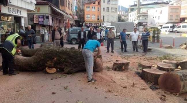 Asırlık çınarı kestiren başkanın savunması: Parkta olsa korurduk, AVM'ye yakındı