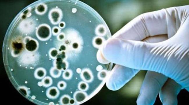 Avrupa'da ortaya çıktı: Tedavisi yok ve hızla yayılıyor