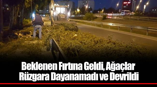 Beklenen Fırtına Geldi, Ağaçlar Rüzgara Dayanamadı ve Devrildi