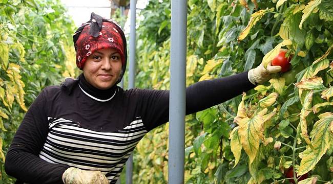 Bu köyde yılda 44 milyonluk domates üretiliyor