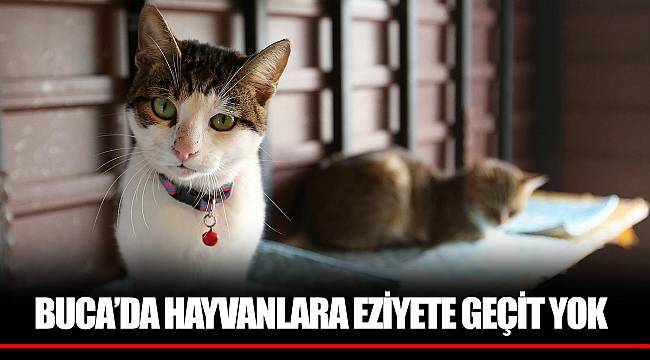 BUCA’DA HAYVANLARA EZİYETE GEÇİT YOK
