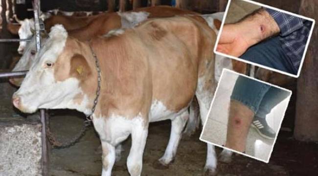 CHP'den Balıkesir için uyarı: Acilen şarbon taraması yapılmalı