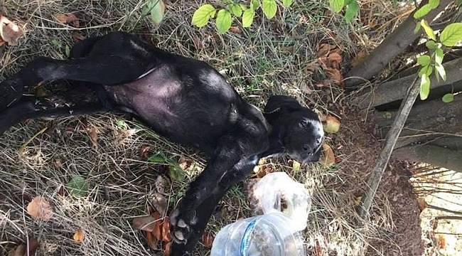 Dehşet! Yavru köpekleri vurdular