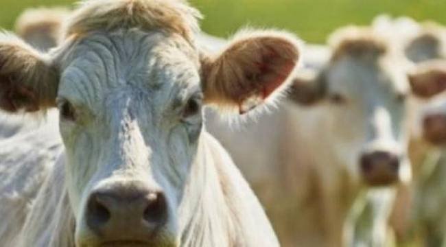 Dikkat! O gıdalarda da şarbon riski var
