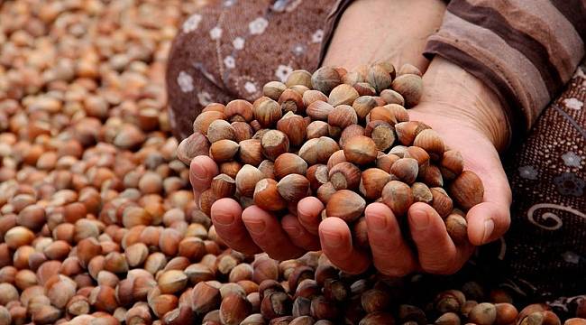 Fındık ihracatından 10 yılda 20 milyar dolar