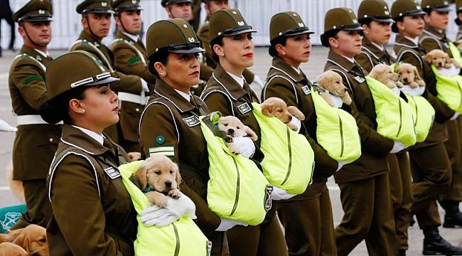 Geleceğin polis köpekleri kucakta taşındı