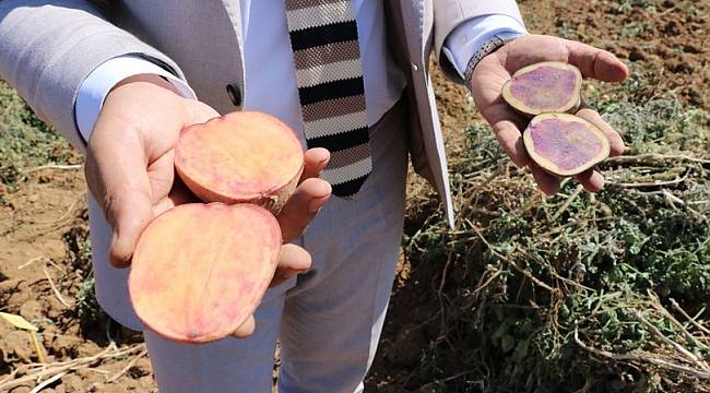 İlk yerli, milli ve renkli patates hasat edildi