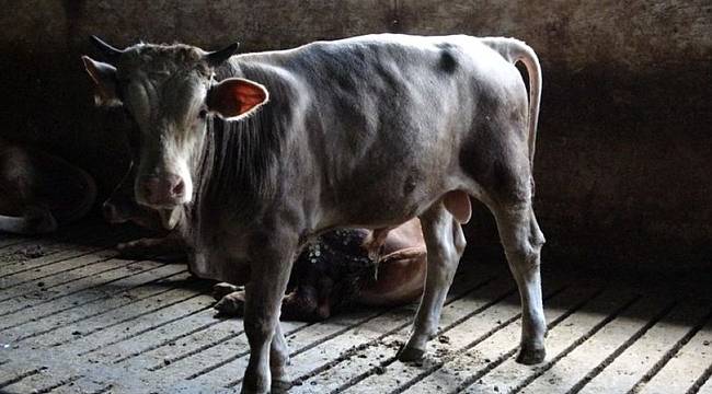 'Kızıltepe'de şarbon şüphesi’ne Bakanlıktan açıklama
