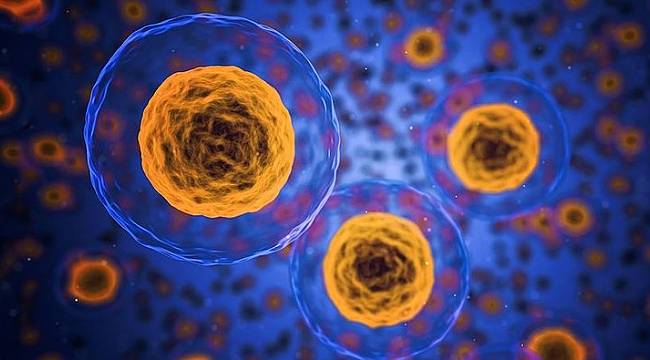 Kök hücreyle laboratuvarda yemek borusu dokusu büyüttüler
