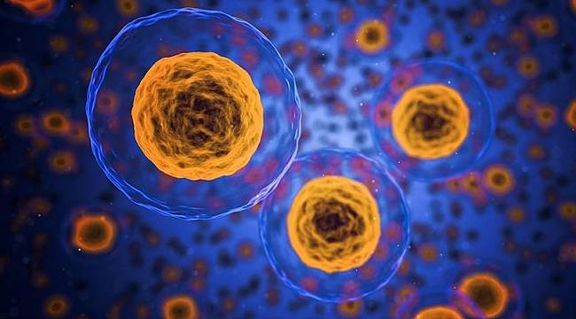 Kök hücreyle laboratuvarda yemek borusu dokusu büyütüldü
