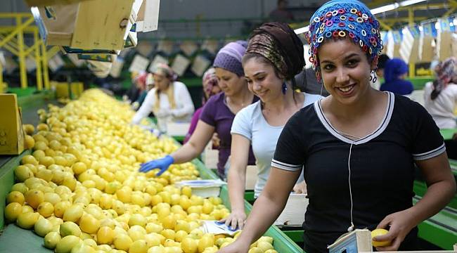 Narenciyede erken hasat, ihracatı artırdı