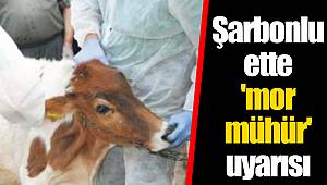 Şarbonlu ette 'mor mühür' uyarısı