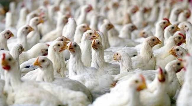 Şeker Piliç’in kesimhane ve idare binası bankanın oldu